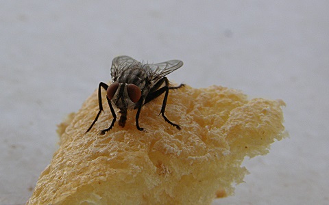 Por qué controlar la presencia de moscas en la industria alimentaria y cómo hacerlo